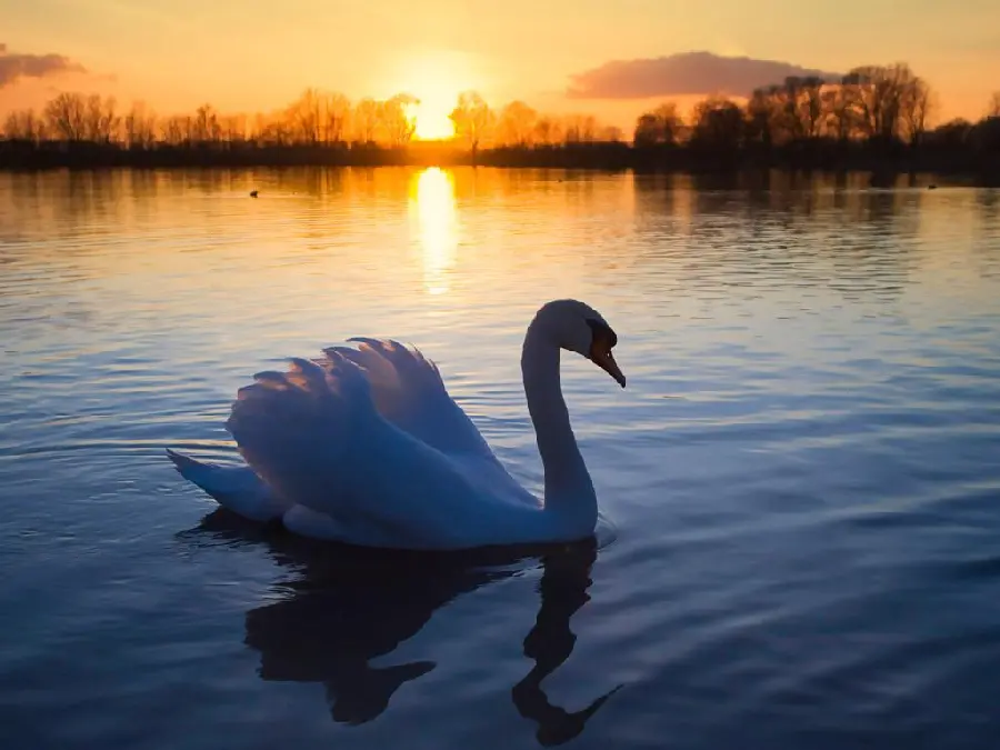 Sad and emotional profile photo of beautiful white swan in sunset atmosphere 