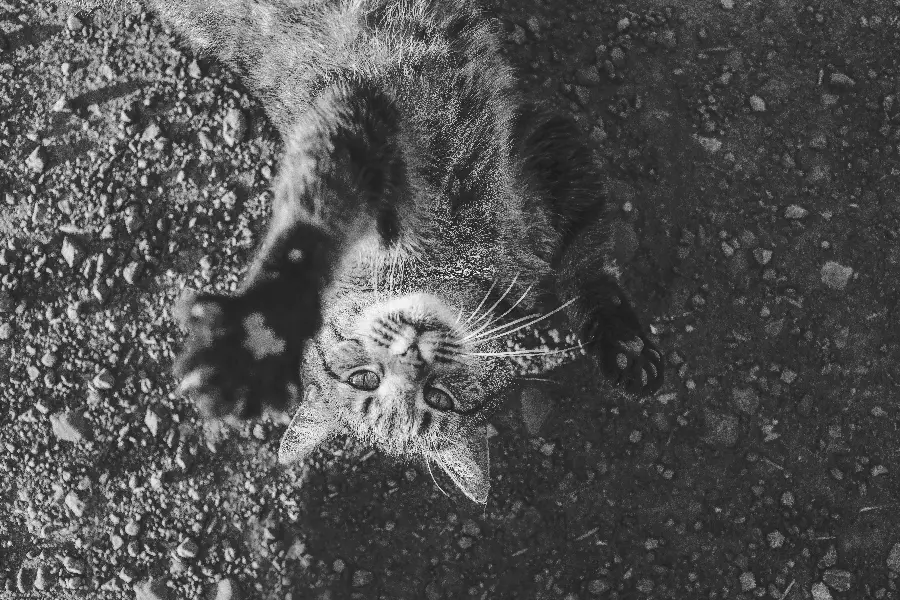 Artistic View of Cat Lying on the Ground with Black and White Color Theme