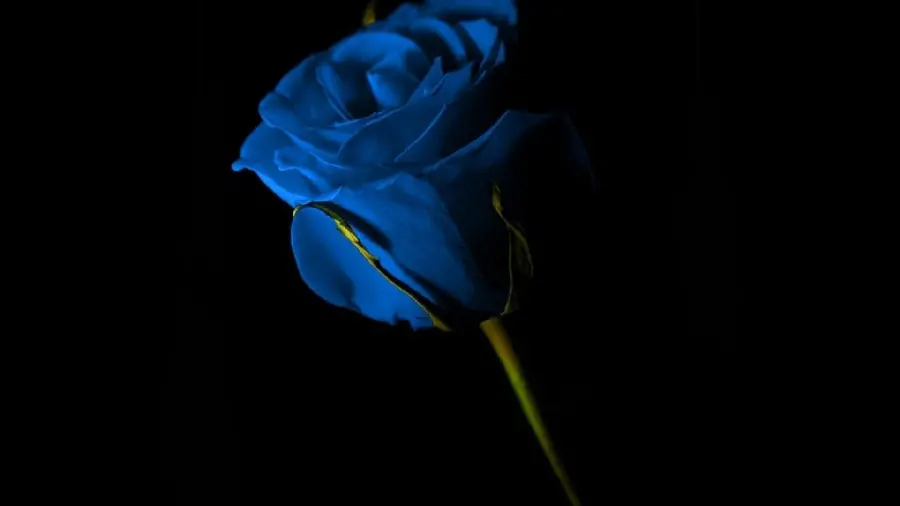 Masterpiece photo of a special blue rose for Windows background
