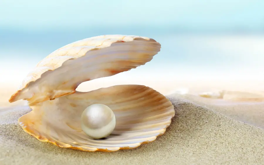 Download stock image of a shining pearl in a shell by a sandy beach special profile