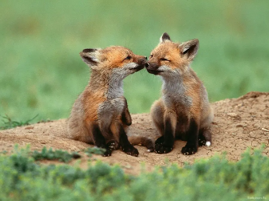 Pure quality wallpaper of 2 playful fox cubs