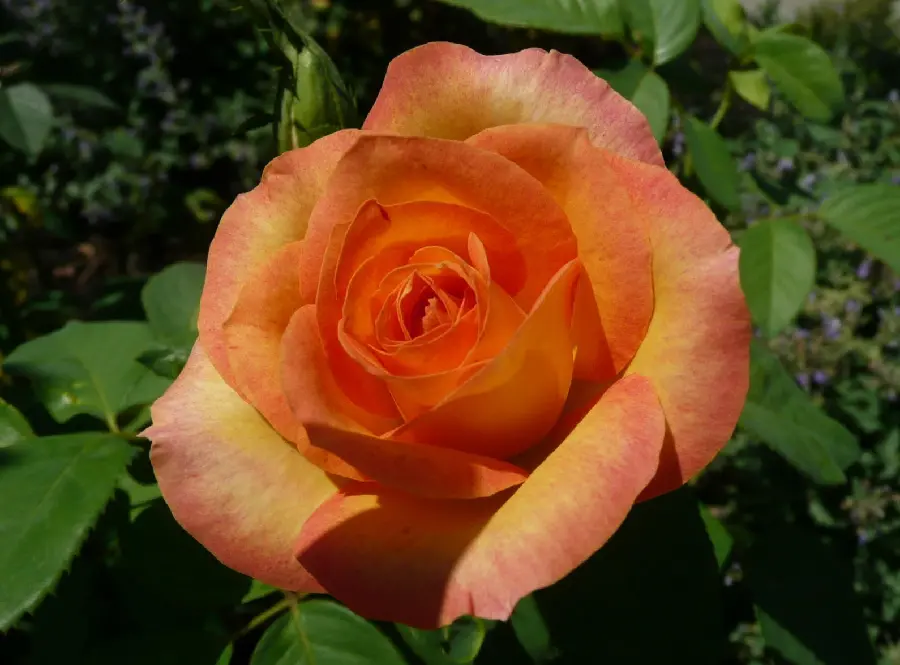 Interesting wallpaper of blooming peach-colored roses 