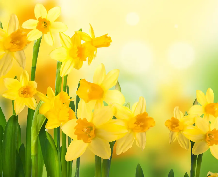 A memorable tablet wallpaper of a bunch of daffodils next to each other in high quality