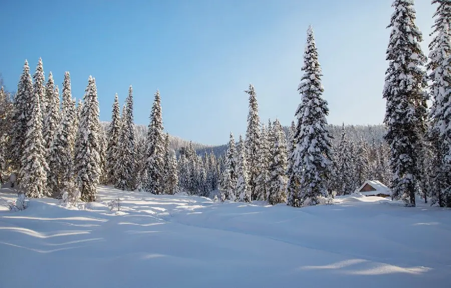 Special Full HD view of the snowy pine forest of Siberia in Russia 