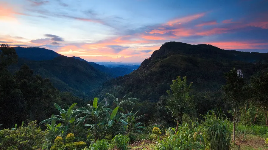 Special artistic view of lush forest under beautiful evening sky HD 