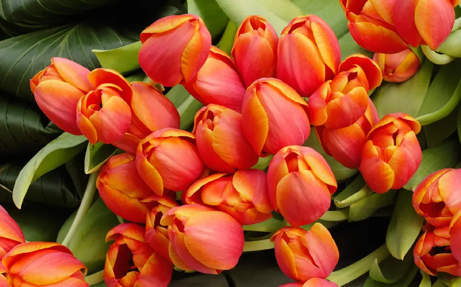 Amazing Background of Orange Tulips for Computer