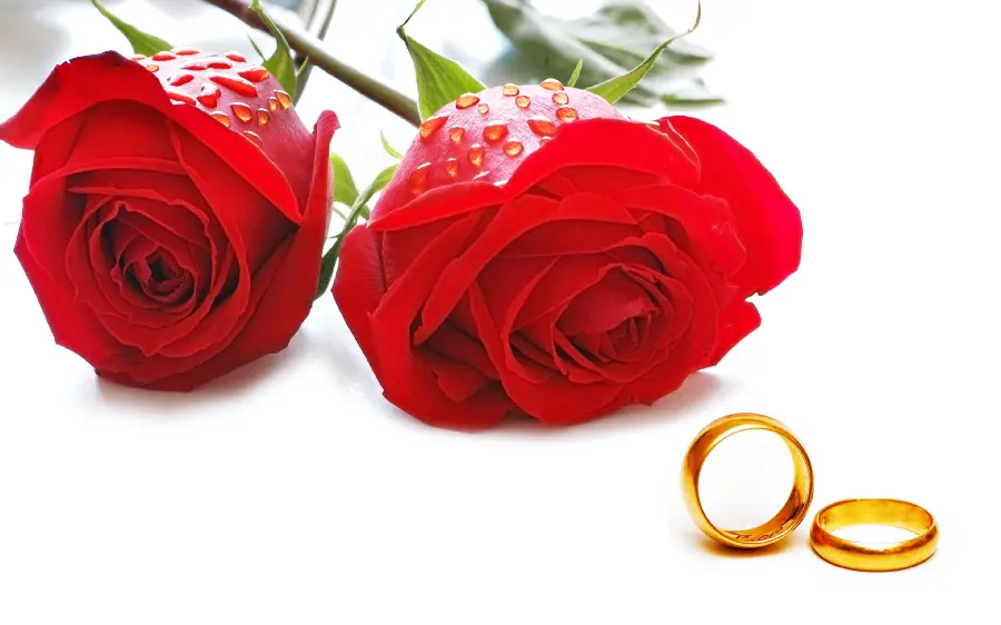 The best background image of 2 red roses with dew drops and the bride and groom's rings
