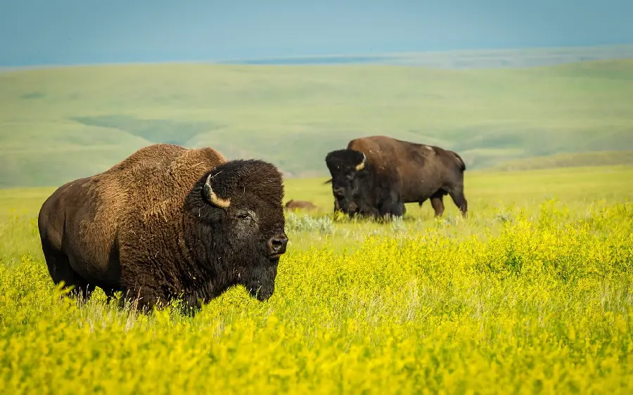 American Buffalo Desktop Wallpaper