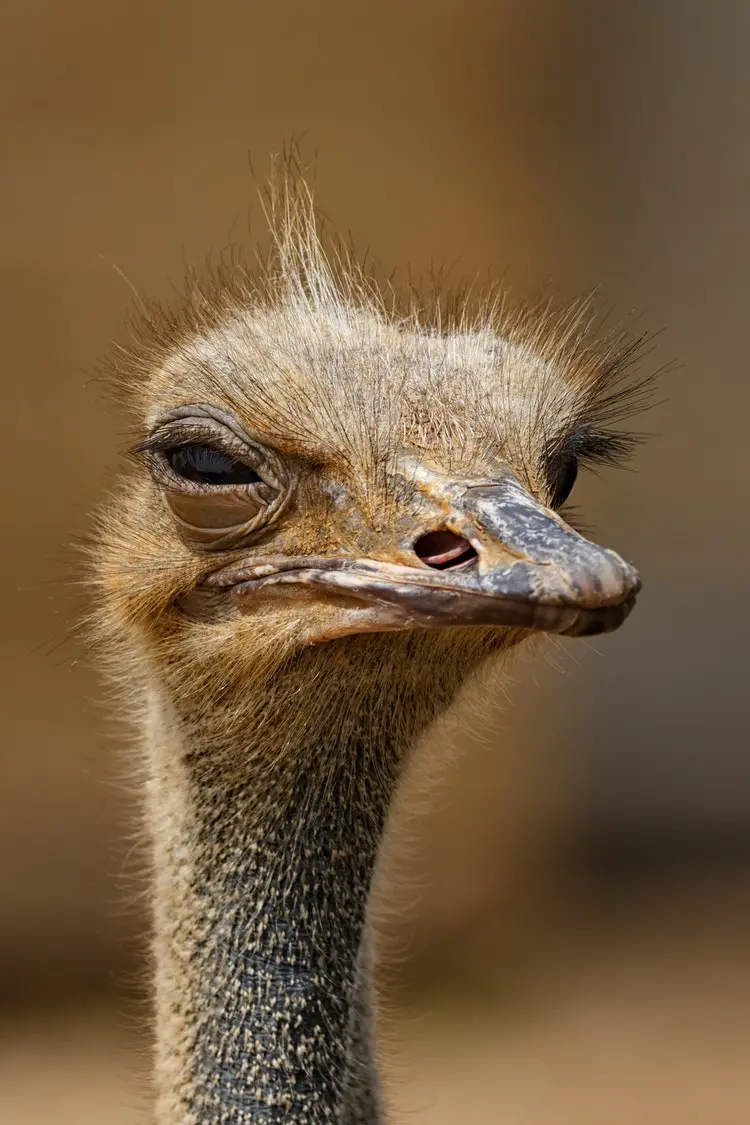 High-quality background of a shaggy and fluffy ostrich