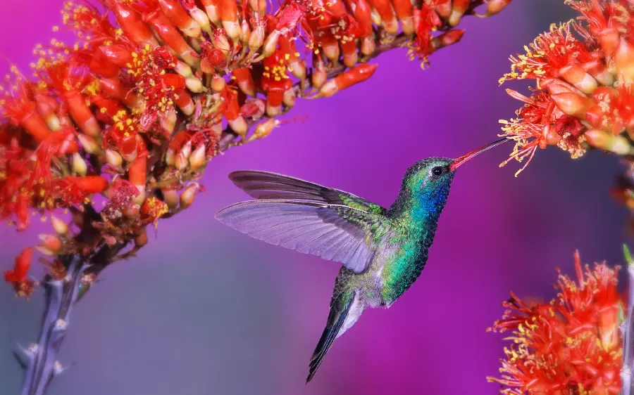 The Most Dreamy Nature Background with Bird Design Near the Flower