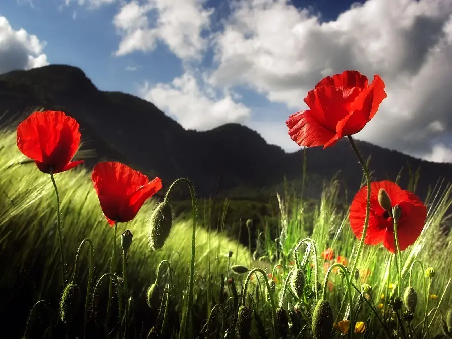 Download stock and black image of mountains and meadows and wild red poppies