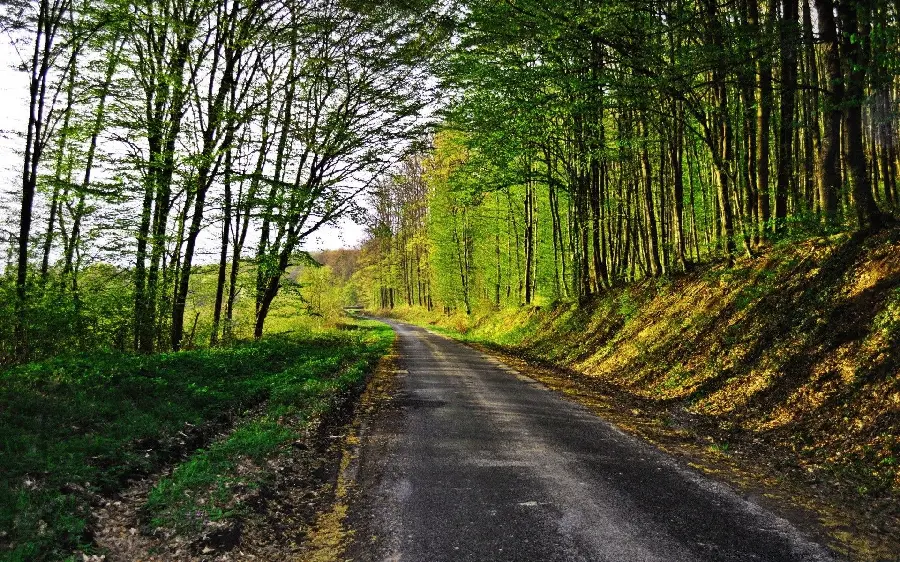 Download Unique and Eye-Catching Full HD Wallpaper of a Forest Road