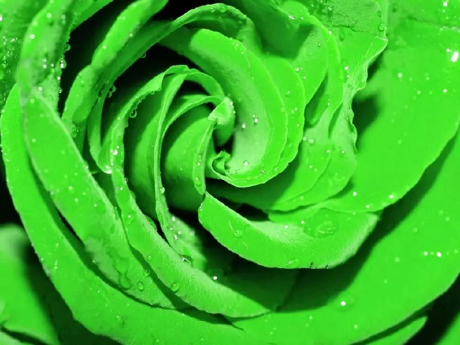 Download a photo of a huge green rose with winding layers