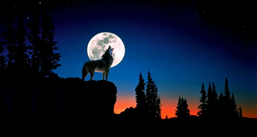 The most viewed background of a wolf howling along the moon