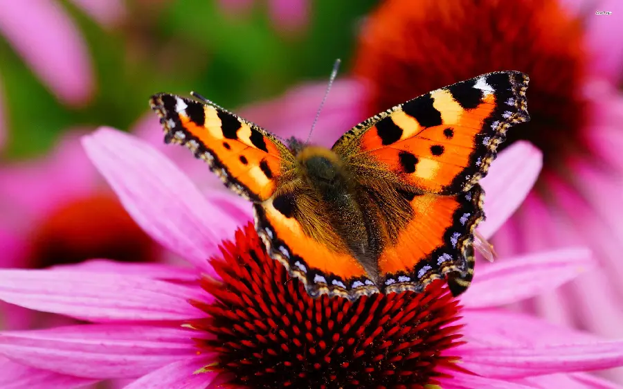 Amazing Butterfly Wallpaper for Windows 12