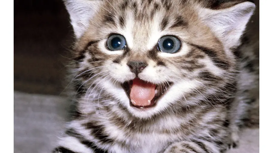 The most fun excited kitten picture for profile 