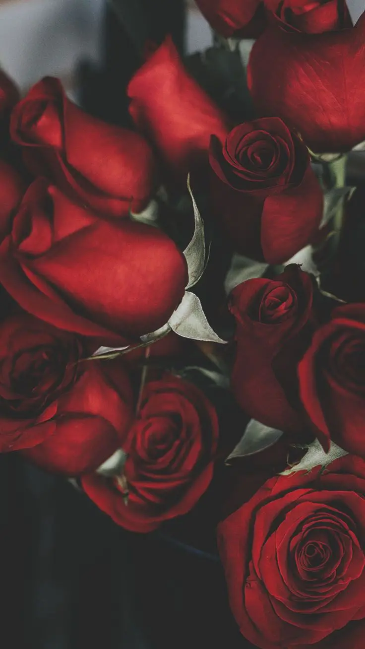 The most popular red rose photo for mobile backgrounds