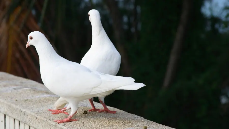 Download a stock photo of 2 white doves perched on the edge of a porch
