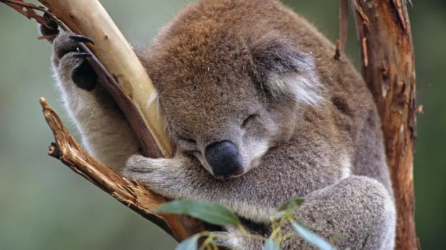 Amazing wallpaper of a cute koala sleeping on a tree