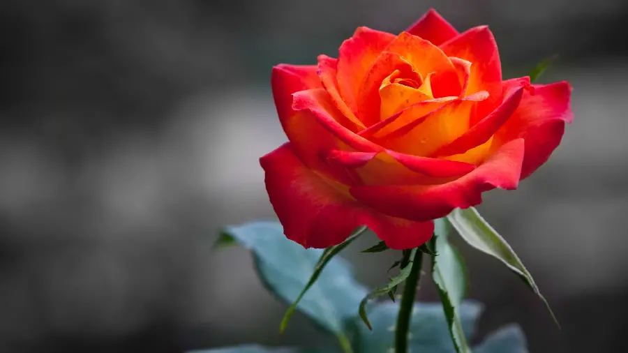 Download Amazing Stock Photo of Rose with Gray Background