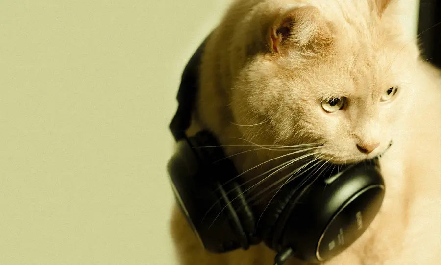 Beautiful cat with headphones around its neck in an artistic frame
