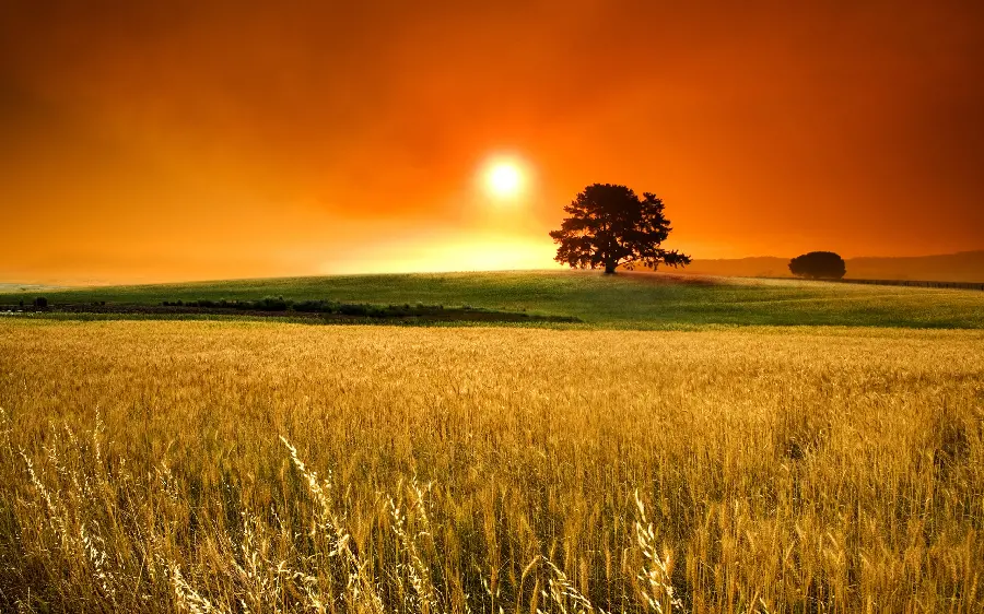 Shining wallpaper of a golden wheat field at sunset for desktop