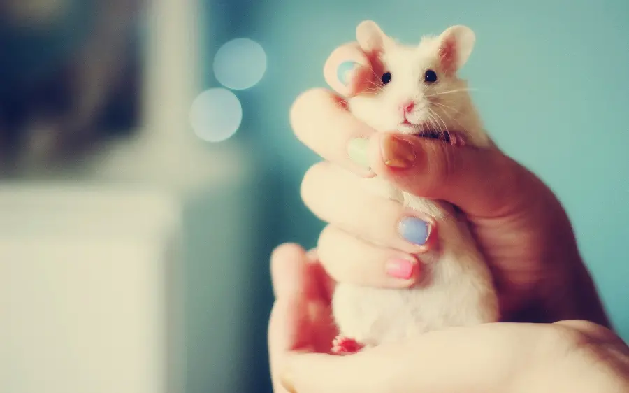 The cutest background of a little white mouse in a girl's hand