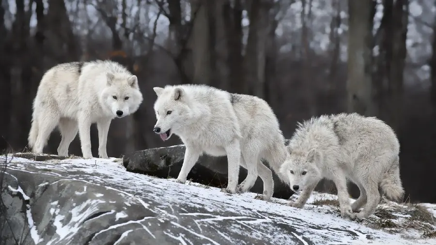 Special view of white wolves in winter nature