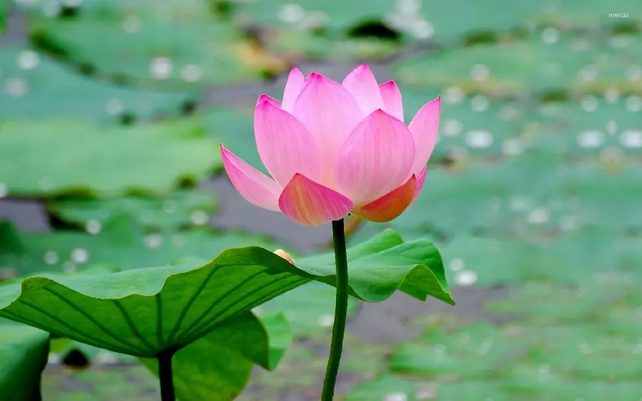 Beautiful water lily cover among countless leaves