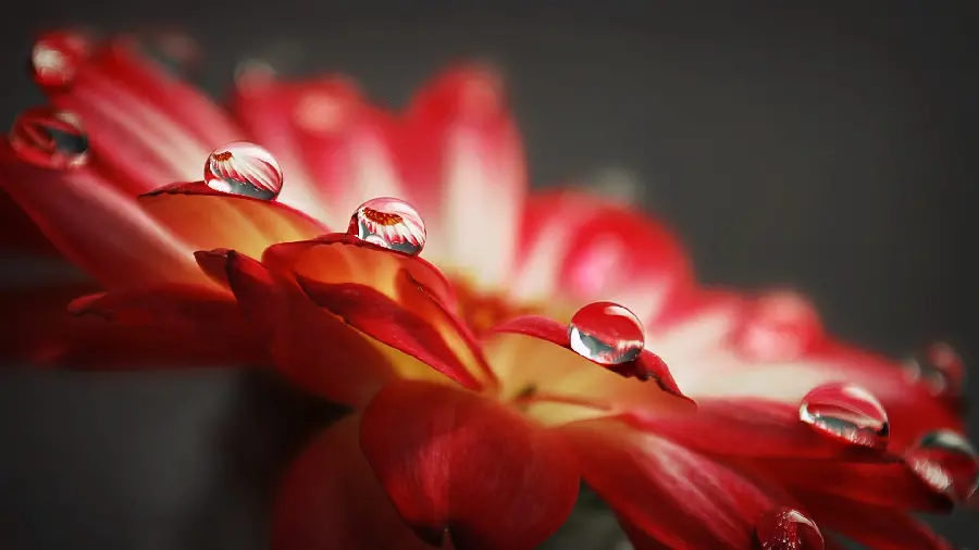 Super attractive picture of dew on red flower 2022