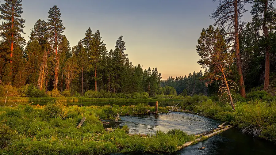 A lovely and lovely view of lush nature for profile 