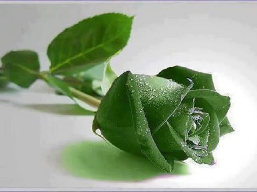 Fantasy image of an artificial green rose branch on a white background, excellent quality