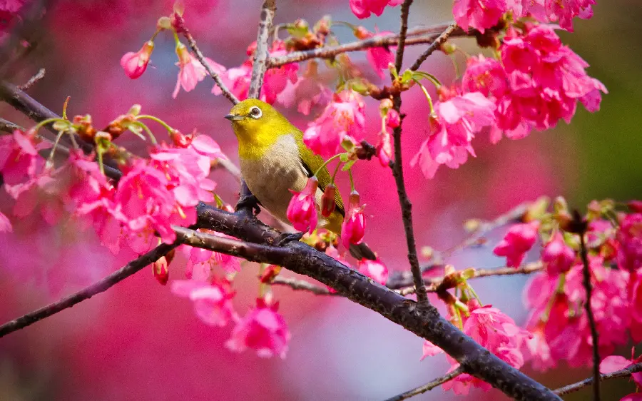 Admirable view of a beautiful sparrow on a pink flower branch 