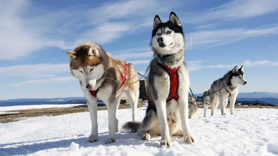 The Most Attractive Wallpaper of Husky Dogs in the Snow in HD Quality