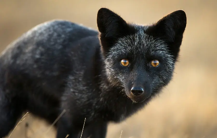 Download an interesting background image of a curious silver fox in high quality suitable for WhatsApp