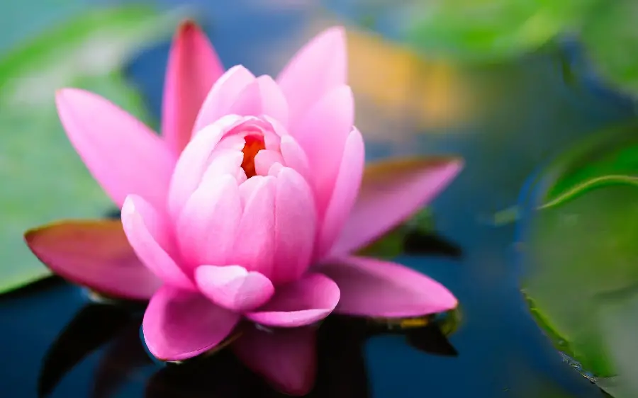 Attractive water lily photo suitable for laptop wallpaper