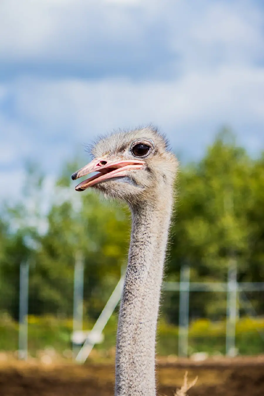 Black-eyed ostrich portrait suitable for phone background