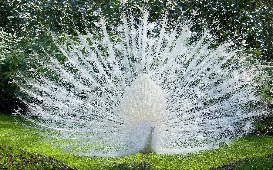 Download image of a white peacock with huge feathers loose in the grass