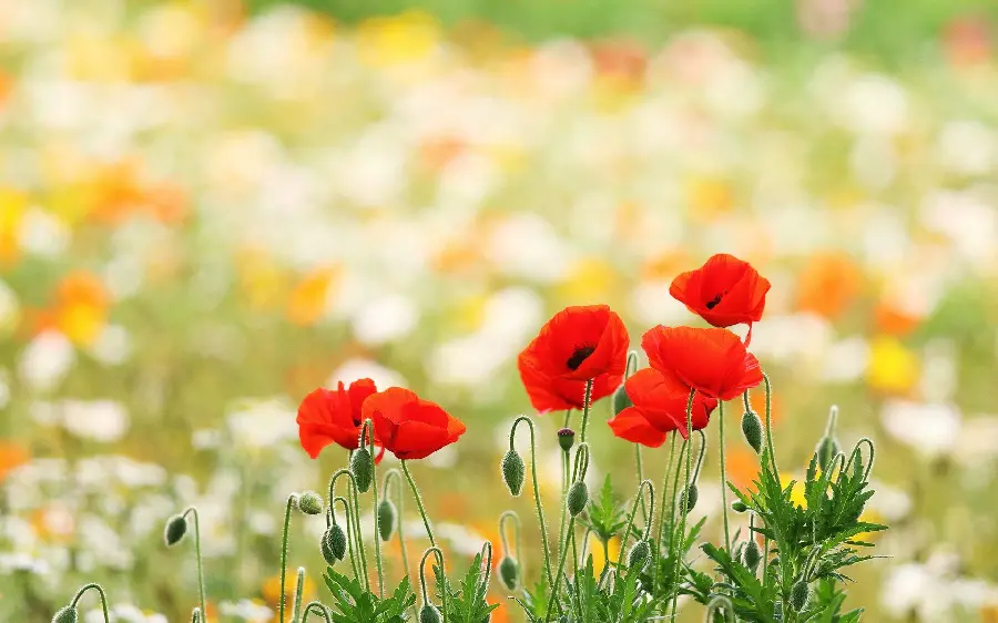 Today's photo of wild red poppies in a field of colorful flowers for your profile