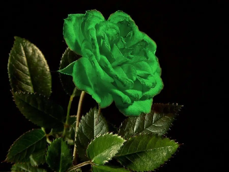Download the background image of a green rose with withering lips with olive leaves