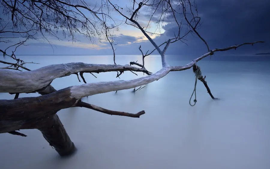 Bleak wallpaper and background of a vast Big blue in nature with dry branches