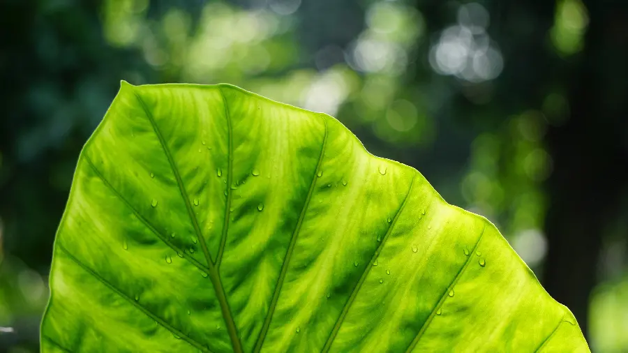 The latest image of a close-up of a green leaf in nature in high quality suitable for Windows