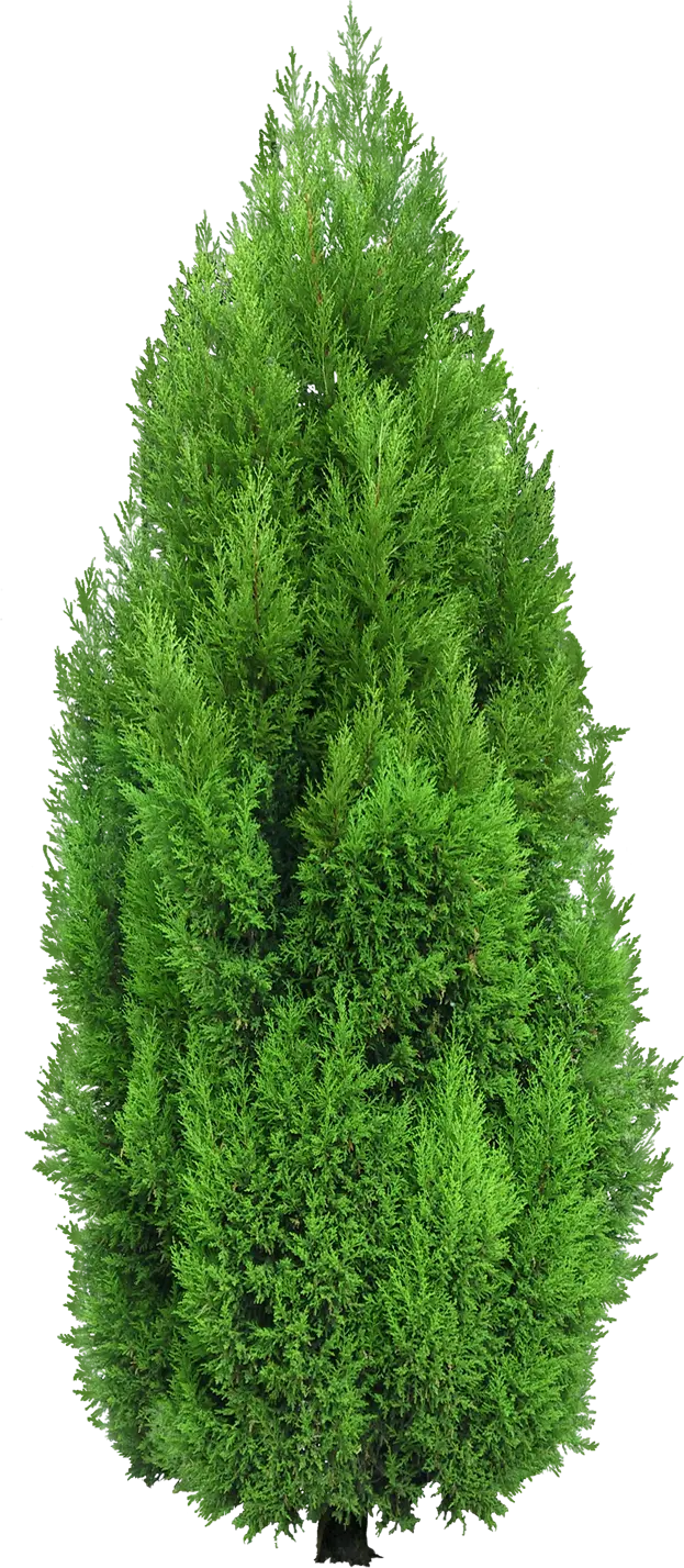 Very high quality PNG with a beautiful green tree design 