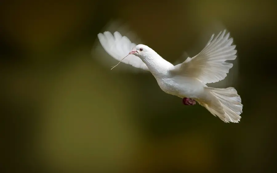 Download a nice, stock photo of a white dove carrying a small stick