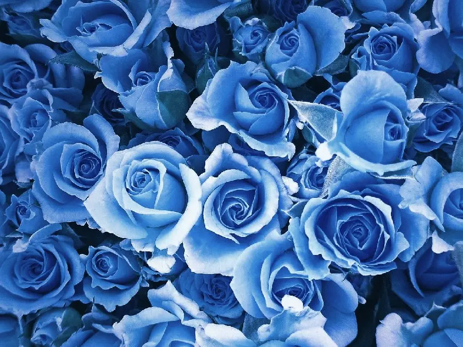 Special and beautiful profile picture of blue roses for Telegram
