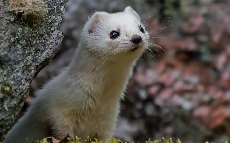 A masterpiece background of a bloodthirsty weasel in nature