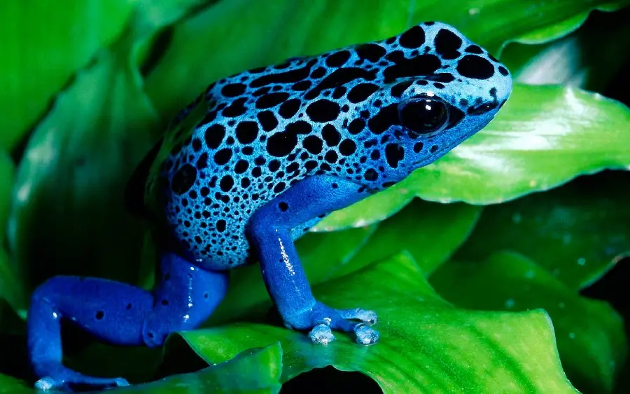 The most unusual laptop background with a blue spotted frog design