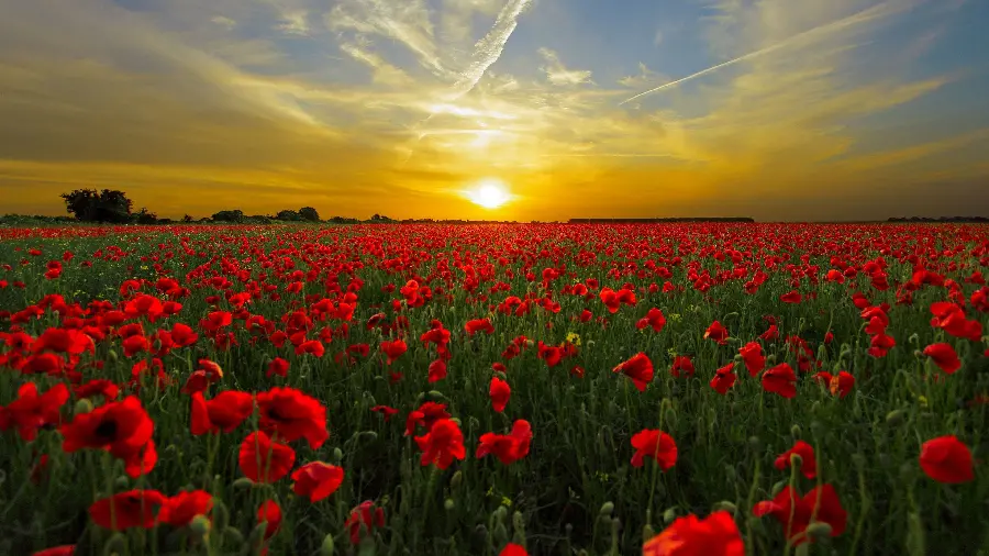 Download a wonderful background photo of wild and majestic red poppies