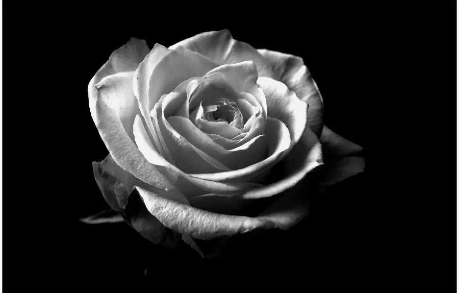 Download black and white white rose background