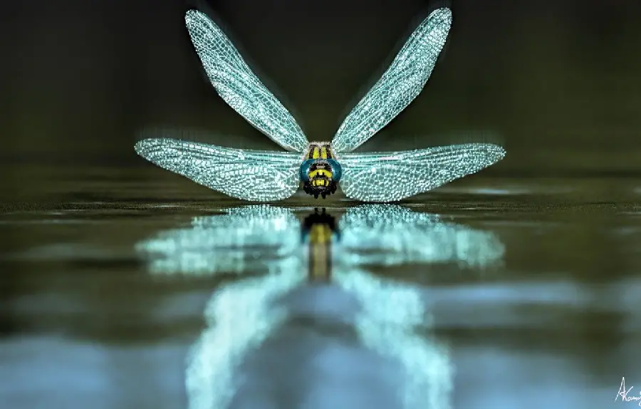 Dragonfly with Glass Wings Wallpaper